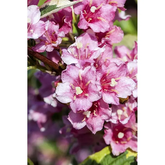 Pflanzen für dich Weigelie 40-60 cm - Weigela florida 'Nana Variegata', 40 cm - 60 cm - Nahaufnahme leuchtend rosafarbener Blüten mit gelben Staubblättern an einer grünblättrigen Pflanze.