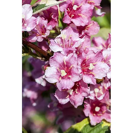 Pflanzen für dich  Weigelie 40-60 cm