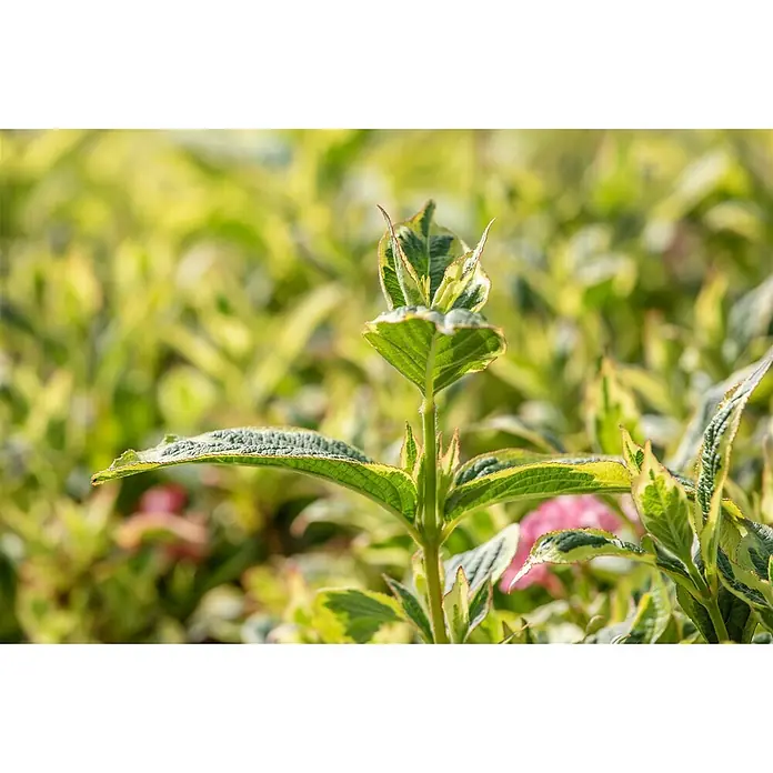Pflanzen für dich Weigelie 40-60 cm - Weigela florida 'Nana Variegata', 40 cm - 60 cm - Lebhafte grün-cremefarbene, panaschierte Pflanze mit strukturierten Blättern, nach oben wachsend.
