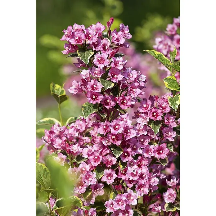 Pflanzen für dich Weigelie 40-60 cm - Weigela florida 'Nana Variegata', 40 cm - 60 cm - Leuchtend rosa Blüten mit markanten panaschierten Blättern an einem blühenden Strauch.