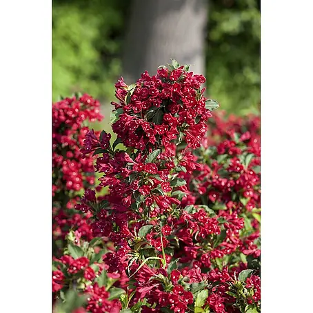Pflanzen für dich  Weigelie 60-100 cm