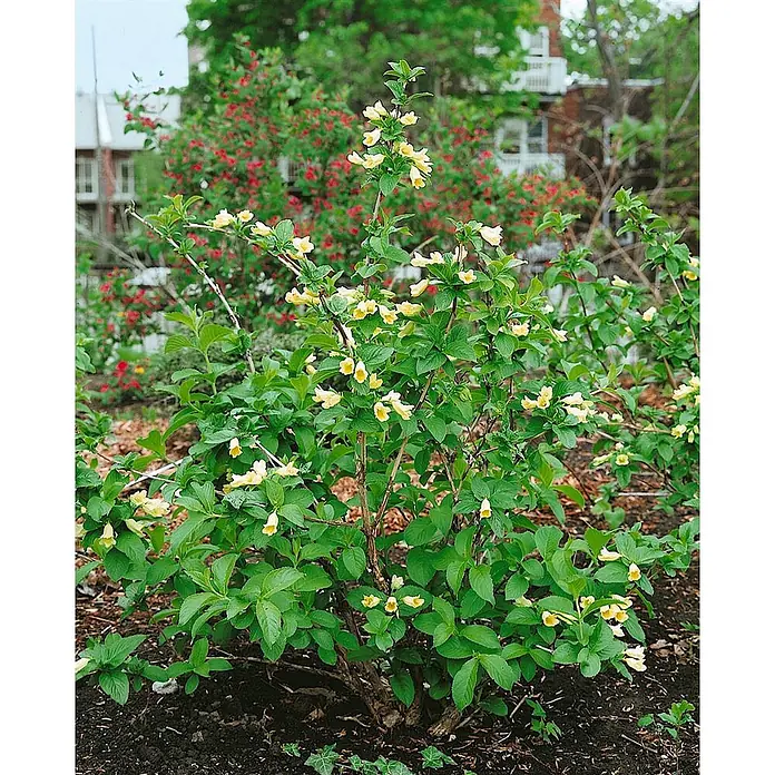 Pflanzen für dich Weigelie 60-100 cm - Weigela middendorffiana, 60 cm - 100 cm - Ein lebendiger Strauch mit zahlreichen hellgelben, glockenförmigen Blüten und grünem Laub in einer Gartenumgebung.