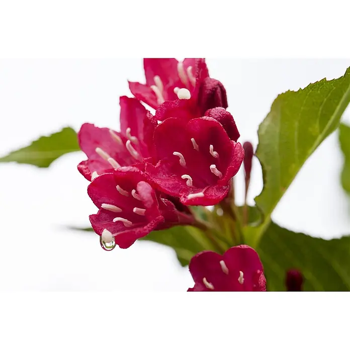Pflanzen für dich Weigelie 100-125 cm - Weigela florida 'Red Prince', 100 cm - 125 cm - Nahaufnahme leuchtend tiefrosafarbener Blüten mit weißen Staubgefäßen und einem glitzernden Wassertropfen auf einem Blütenblatt.