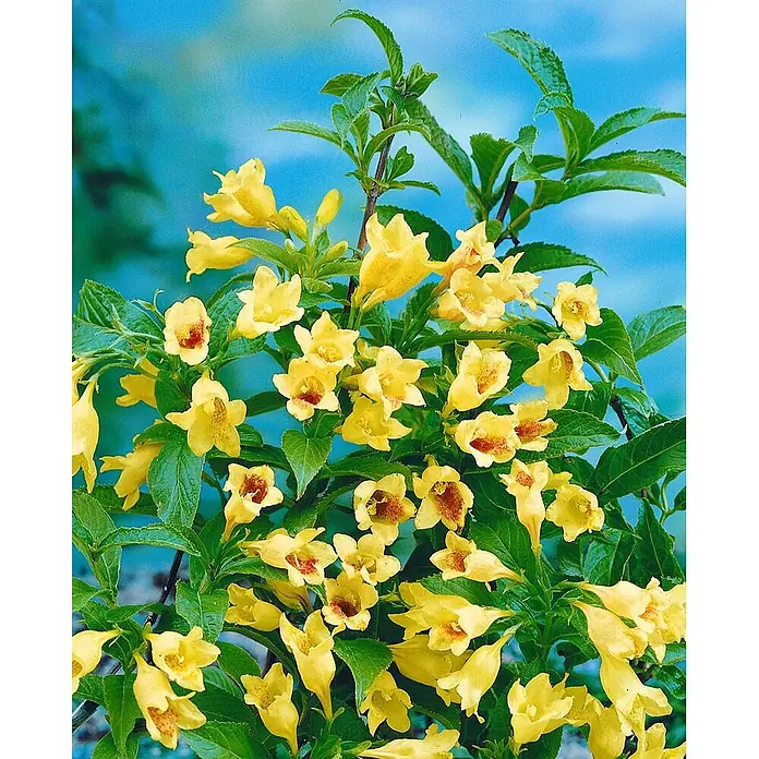 Pflanzen für dich Weigelie 60-100 cm - Weigela middendorffiana, 60 cm - 100 cm - Blühender Strauch mit gelben glockenförmigen Blüten, teils mit roten Zentren, und grünen Blättern.