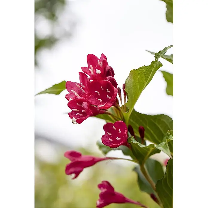 Pflanzen für dich Weigelie 100-125 cm - Weigela florida 'Red Prince', 100 cm - 125 cm - Leuchtend pinke glockenförmige Blüten mit weißen Staubblättern und grünen Blättern.