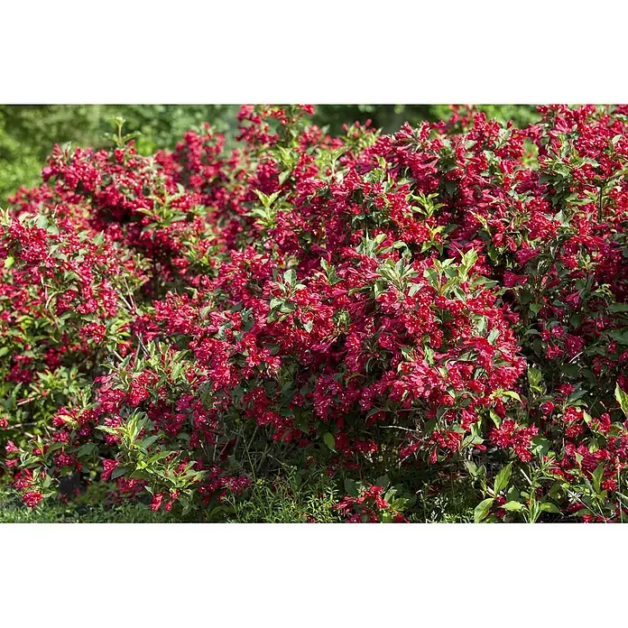 Pflanzen für dich Weigelie 100-125 cm - Weigela florida 'Red Prince', 100 cm - 125 cm - Leuchtend roter Blütenstrauch mit zahlreichen trompetenförmigen Blüten und sattem grünem Laub, üppig blühend.