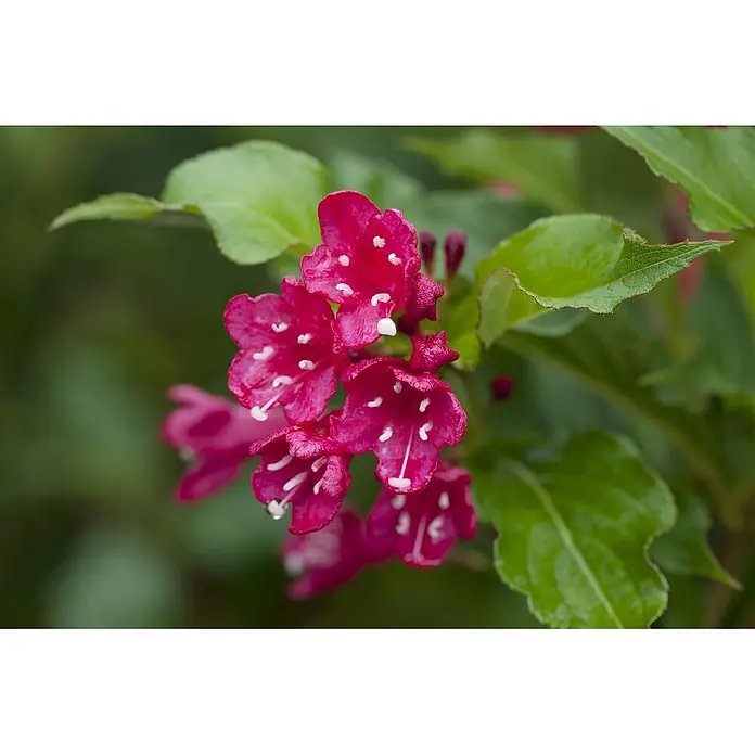 Pflanzen für dich Weigelie 100-125 cm - Weigela florida 'Red Prince', 100 cm - 125 cm - Gruppe leuchtend pinker, glockenförmiger Blüten mit weißen Staubfäden und feinen Wassertropfen.