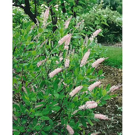 Pflanzen für dich  Weigelie 60-80 cm
