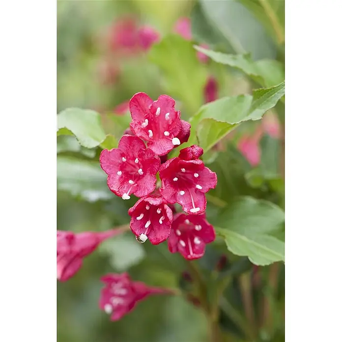 Pflanzen für dich Weigelie 100-125 cm - Weigela florida 'Red Prince', 100 cm - 125 cm - Büschel leuchtend fuchsiafarbener, trompetenförmiger Blüten mit markanten weißen Zentren.
