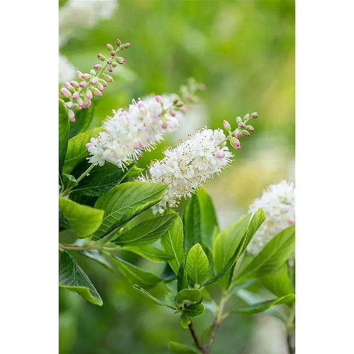Pflanzen für dich Traubenheide 40-60 cm - Clethra alnifolia 'Pink Spire' - Nahaufnahme einer blühenden Pflanze mit weißen und rosa, ährenartigen Blüten und leuchtend grünen Blättern.