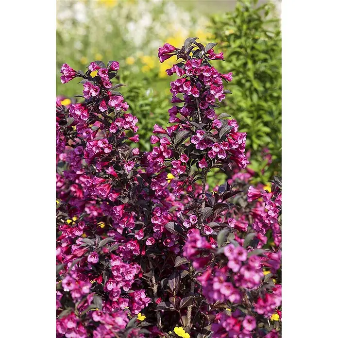 Pflanzen für dich Weigelie Weigelie - Weigela florida 'Victoria', 80 cm - 100 cm - Weigelie mit leuchtend rosa, glockenförmigen Blüten und dunklem, burgunderrotem Laub.