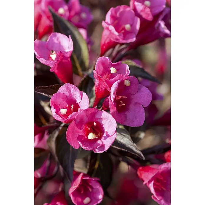 Pflanzen für dich Weigelie Weigelie - Weigela florida 'Victoria', 80 cm - 100 cm - Lebhaft pinke, glockenförmige Blüten mit markanten gelben Staubgefäßen, eingebettet in dunkles lila Laub.