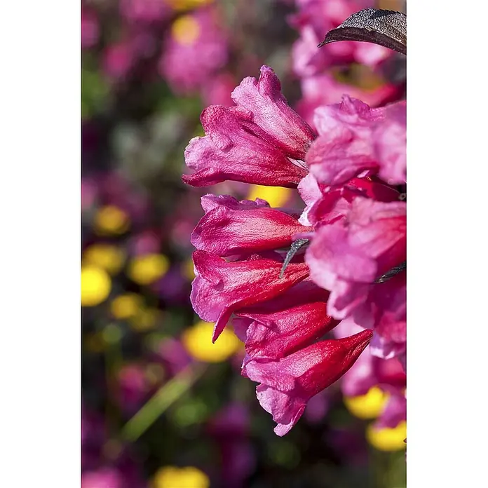 Pflanzen für dich Weigelie Weigelie - Weigela florida 'Victoria', 80 cm - 100 cm - Nahaufnahme von leuchtend fuchsia-pinken, röhrenförmigen Blüten mit einem verschwommenen Hintergrund aus gelben und pinken Blüten.
