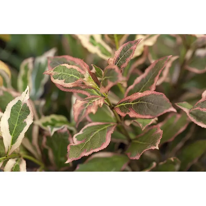 Pflanzen für dich Weigelie 30-40 cm - Weigela florida 'Monet', 30 cm - 40 cm - Grüne Blätter mit markanten rosa-weißen panaschierten Rändern.