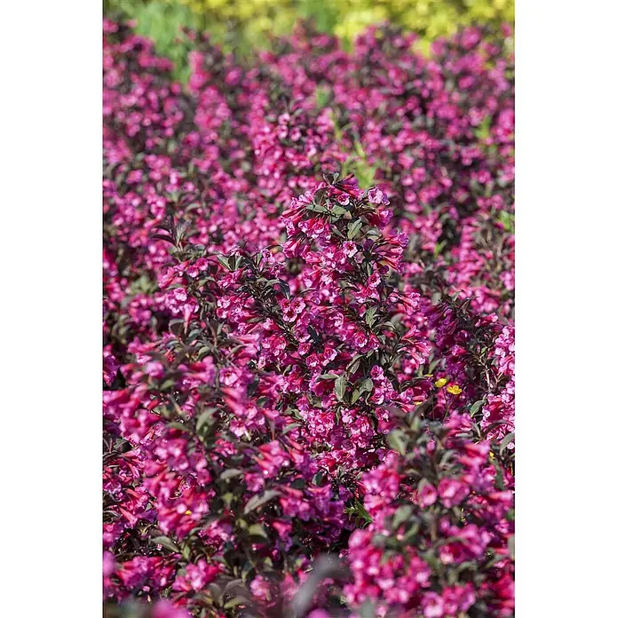 Pflanzen für dich Weigelie Weigelie - Weigela florida 'Victoria', 80 cm - 100 cm - Weigelie-Strauch mit leuchtend rosa, glockenförmigen Blüten und dunklem Laub.