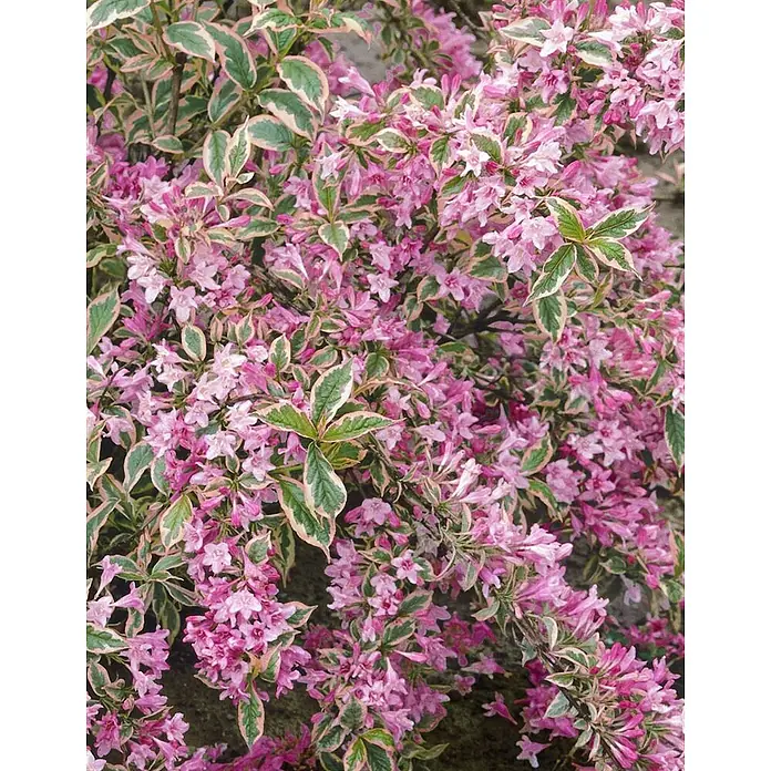Pflanzen für dich Weigelie 30-40 cm - Weigela florida 'Monet', 30 cm - 40 cm - Rosa blühender Strauch mit grün-creme panaschierten Blättern.
