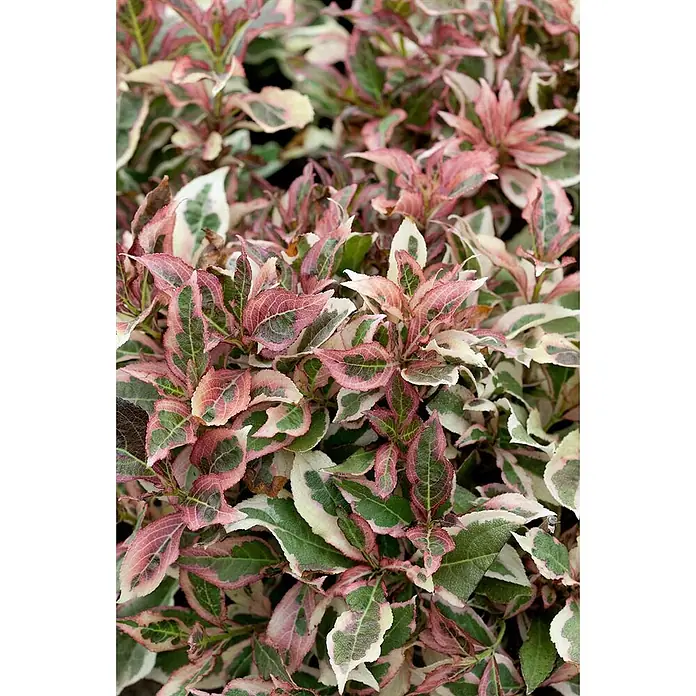 Pflanzen für dich Weigelie 30-40 cm - Weigela florida 'Monet', 30 cm - 40 cm - Buntblättrige Pflanze mit rosa, grünen und weißen Blättern.