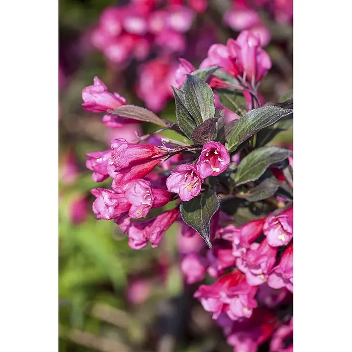 Pflanzen für dich Weigelie Weigelie - Weigela florida 'Victoria', 80 cm - 100 cm - Nahaufnahme einer Pflanze mit leuchtend rosa, glockenförmigen Blüten und dunkelgrünen Blättern.