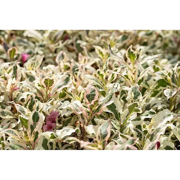 Pflanzen für dich Weigelie 30-40 cm - Weigela florida 'Monet', 30 cm - 40 cm - Nahaufnahme einer panaschierten Pflanze mit weißen, grünen und rosa Blättern sowie zarten rosa Blüten.