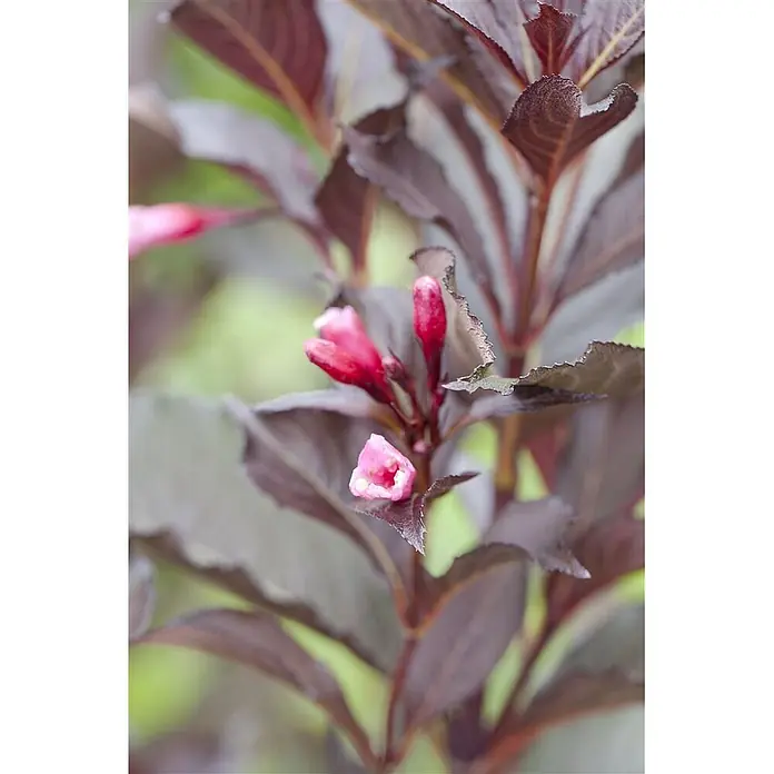 Pflanzen für dich Weigelie Weigelie - Weigela florida 'Victoria', 80 cm - 100 cm - Nahaufnahme einer Pflanze mit dunkelrotbraunen Blättern und leuchtend rosa Blütenknospen, eine öffnet sich gerade.