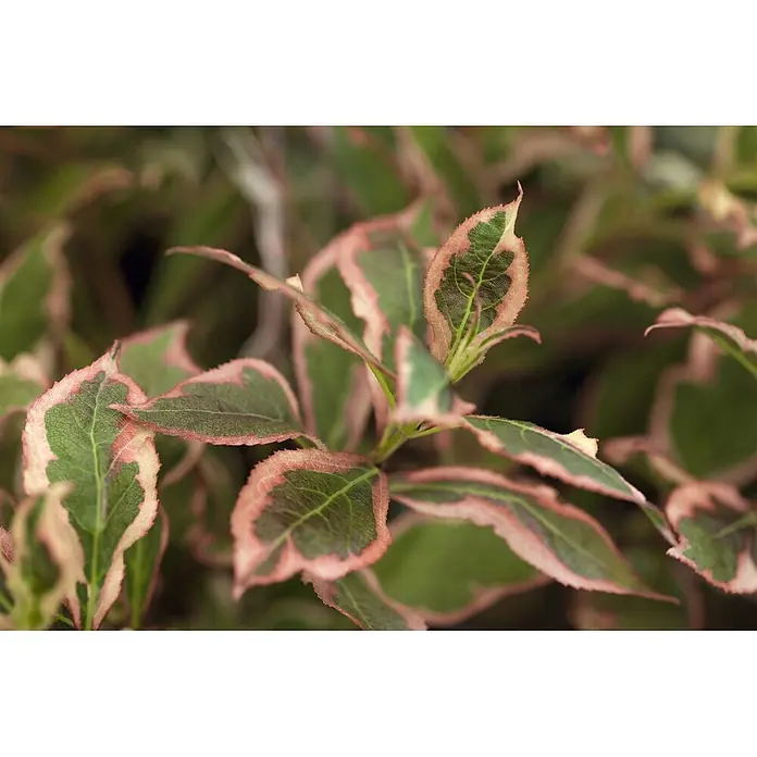 Pflanzen für dich Weigelie 30-40 cm - Weigela florida 'Monet', 30 cm - 40 cm - Bunte Pflanzenblätter mit grüner Mitte und rosa/cremefarbenen Rändern.