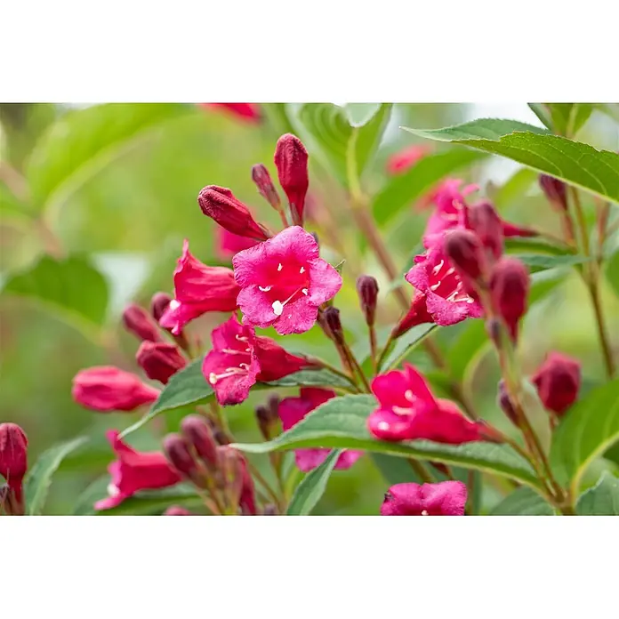 Pflanzen für dich Weigelie 100-150 cm - Weigela florida 'Bristol Ruby', 100 cm - 150 cm - Leuchtend pinke Blüten mit weißen Zentren und dunklen Knospen, an einer Pflanze blühend.