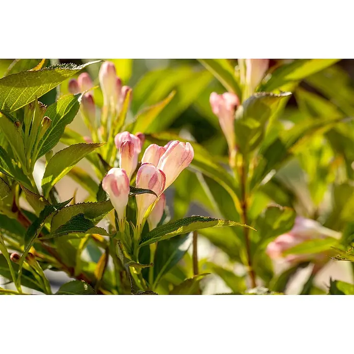Pflanzen für dich Weigelie 30-40 cm - Weigela florida 'All Summer Peach', 30 cm - 40 cm - Nahaufnahme einer Pflanze mit blassrosa-weißen glockenförmigen Blütenknospen und leuchtend grünen Blättern.