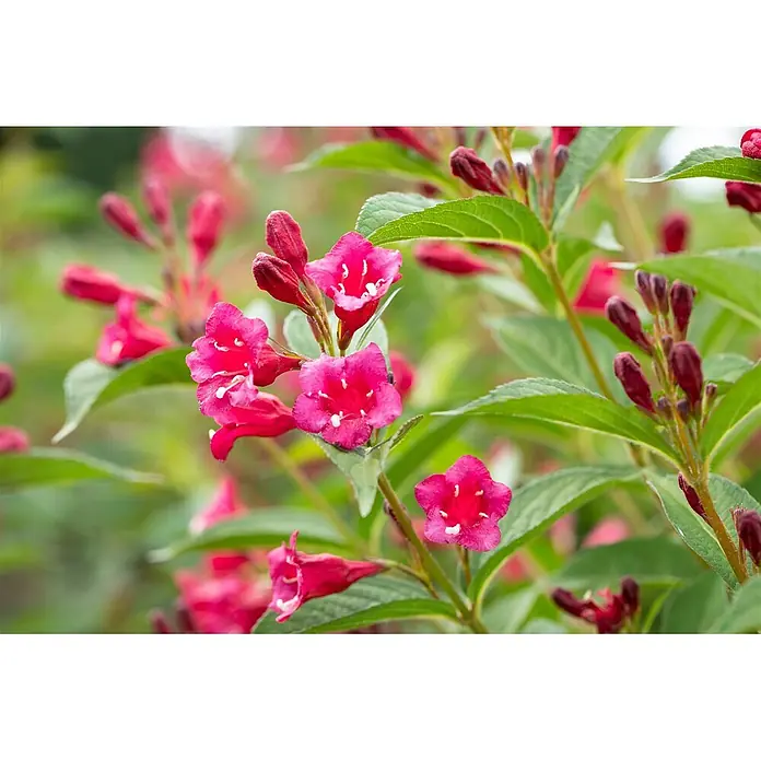 Pflanzen für dich Weigelie 100-150 cm - Weigela florida 'Bristol Ruby', 100 cm - 150 cm - Lebendige pinkfarbene Blüten mit weißen Zentren, die an einer grünblättrigen Pflanze blühen, zusammen mit geschlossenen Knospen.