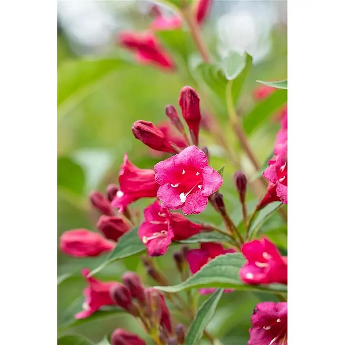 Pflanzen für dich Weigelie 100-150 cm - Weigela florida 'Bristol Ruby', 100 cm - 150 cm - Leuchtend rosa Trichterblüten mit weißen Staubfäden blühen lebhaft zwischen grünen Blättern an einem Strauch.
