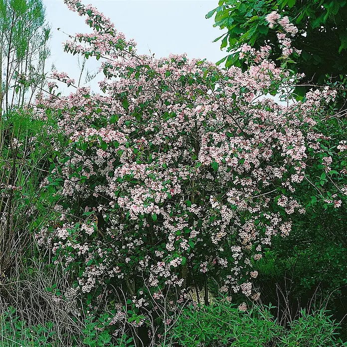Pflanzen für dich Prunkspiere 100-125 cm - Kolkwitzia amabilis 'Pink Cloud', 100 cm - 125 cm, Rosa - Ein üppiger Strauch mit kleinen rosa Blüten und grünen Blättern in einer natürlichen Umgebung.