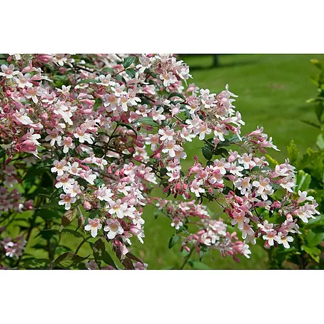 Pflanzen für dich  Prunkspiere 60-100 cm