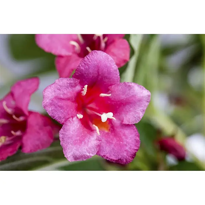 Pflanzen für dich Weigelie 100-150 cm - Weigela florida 'Bristol Ruby', 100 cm - 150 cm - Leuchtend pinke Blüte mit fünf Blütenblättern, weißen Staubgefäßen und orangefarbener Mitte.