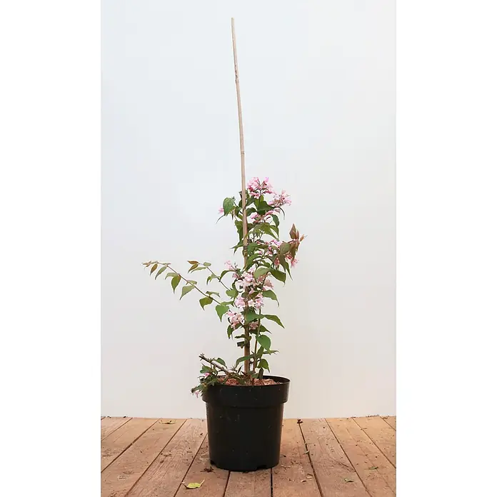 Pflanzen für dich Weigelie 40-60 cm - Kolkwitzia amabilis 'Pink Cloud', 40 cm - 60 cm - Topfpflanze mit rosa Blüten und grünen Blättern, gestützt von einem hohen Bambusstab, auf einem rustikalen Holzfußboden.