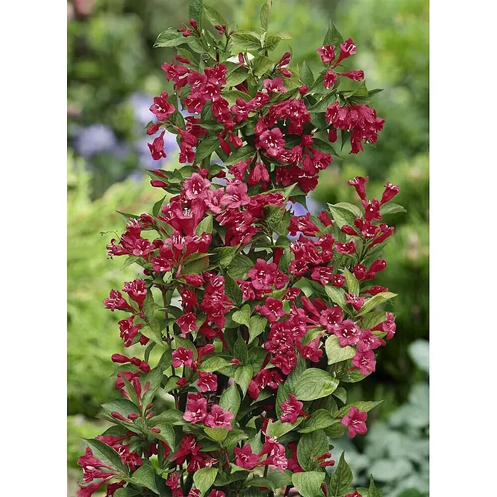 Pflanzen für dich Weigelie 100-150 cm - Weigela florida 'Bristol Ruby', 100 cm - 150 cm - Ein üppiger Strauch mit tiefroten, glockenförmigen Blüten und leuchtend grünem Laub.