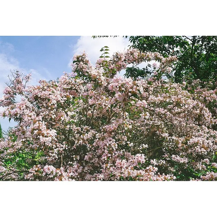 Pflanzen für dich Prunkspiere 100-125 cm - Kolkwitzia amabilis 'Pink Cloud', 100 cm - 125 cm, Rosa - Ein großer, üppiger Strauch mit zahlreichen kleinen, hellrosa Blüten und grünen Blättern, der lebhaft unter blauem Himmel blüht.