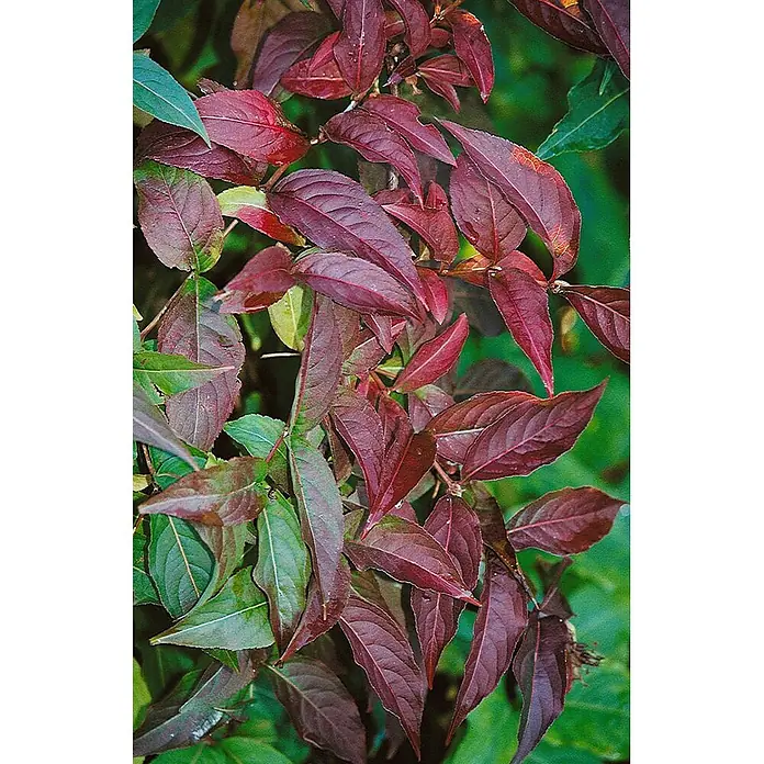 Pflanzen für dich Weigelie 40-60 cm - Diervilla lonicera, 40 cm - 60 cm - Üppiges Laub mit tief rot-violetten und grünen Blättern.