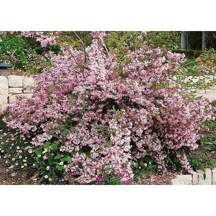 Pflanzen für dich Prunkspiere 100-125 cm - Kolkwitzia amabilis 'Pink Cloud', 100 cm - 125 cm, Rosa - Ein großer, buschiger Strauch, bedeckt mit zahlreichen kleinen rosa Blüten, in einem Garten mit Steinmauern.