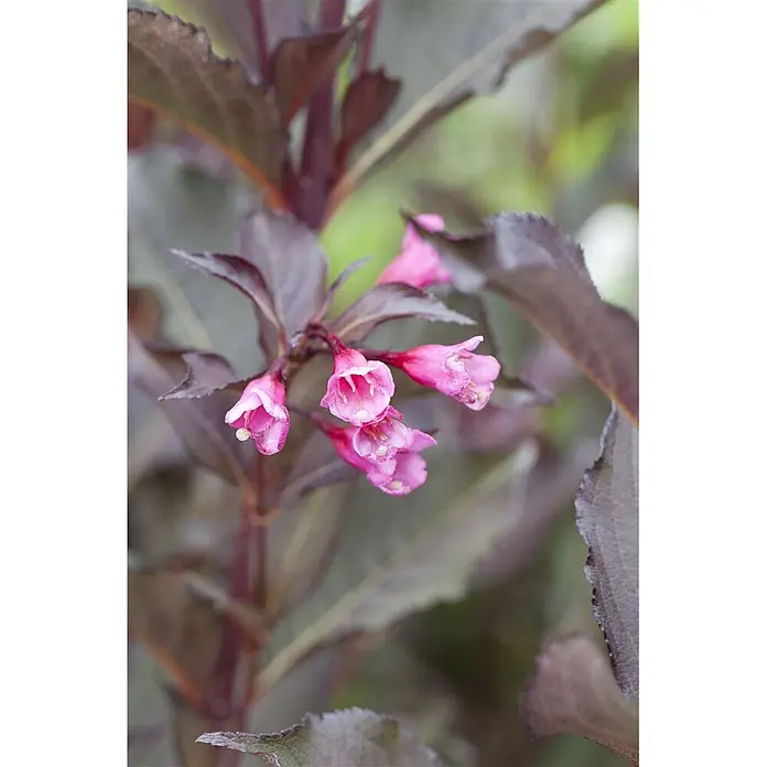 Pflanzen für dich Weigelie 30-40 cm - Weigela florida 'Alexandra', 30 cm - 40 cm - Nahaufnahme einer blühenden Pflanze mit kleinen, leuchtend rosa, glockenförmigen Blüten und dunkelroten Blättern.