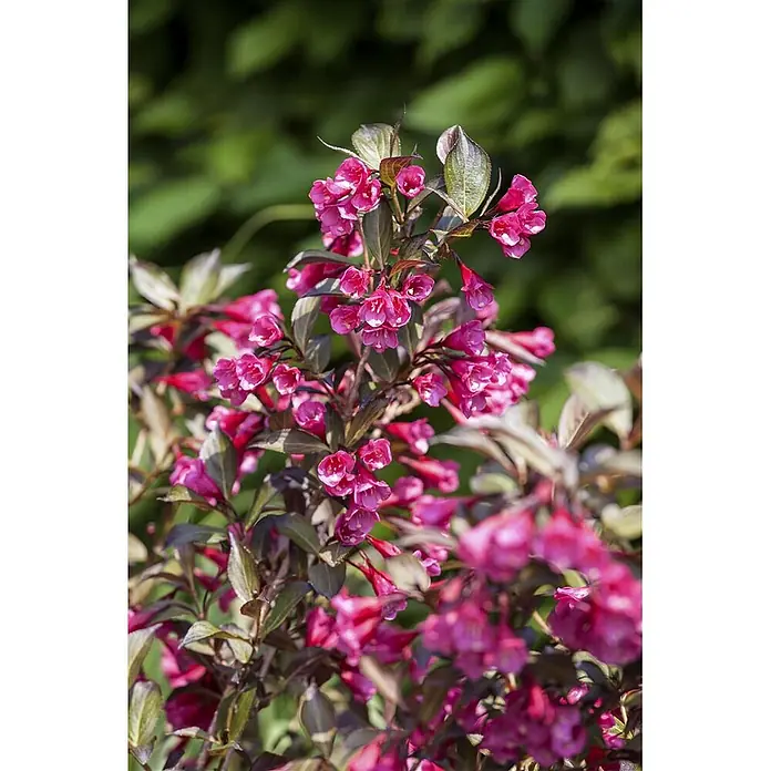 Pflanzen für dich Weigelie 30-40 cm - Weigela florida 'Alexandra', 30 cm - 40 cm - Leuchtend rosa, trompetenförmige Blüten an einem Strauch mit dunkelgrün-violetten Blättern.