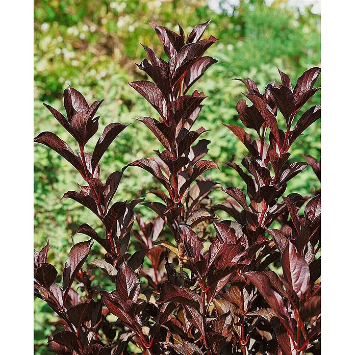 Pflanzen für dich Weigelie 30-40 cm - Weigela florida 'Alexandra', 30 cm - 40 cm - Ein dichter Strauch mit glänzenden, länglichen dunkelroten bis burgunderfarbenen Blättern und rötlichen Stielen.