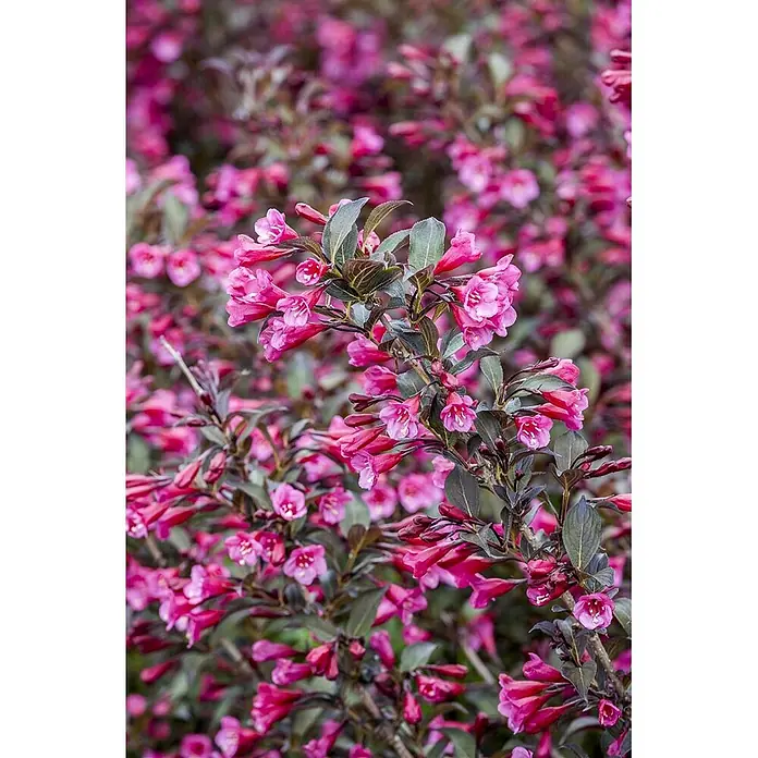 Pflanzen für dich Weigelie 30-40 cm - Weigela florida 'Alexandra', 30 cm - 40 cm - Blühender Strauch mit leuchtend rosa, glockenförmigen Blüten und dunklem Laub.