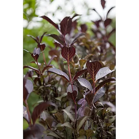 Pflanzen für dich  Weigelie 60-80 cm