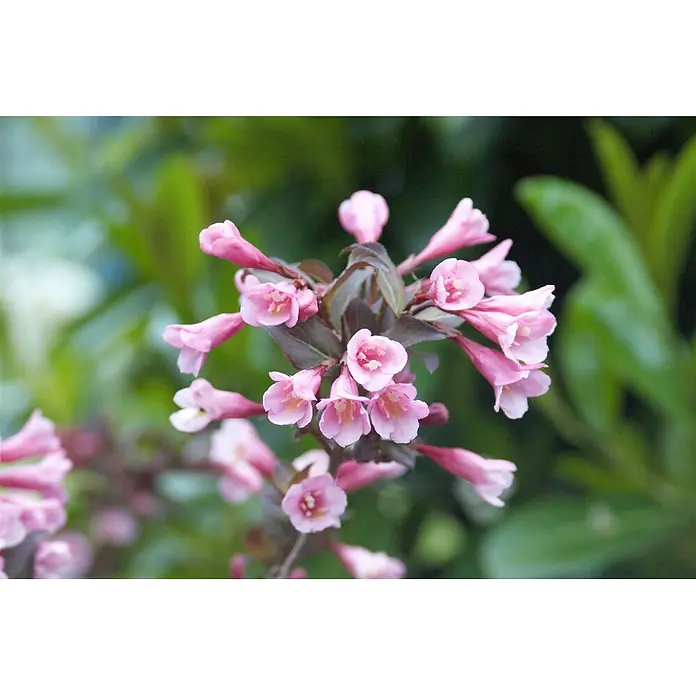 Pflanzen für dich Weigelie 60-100 cm - Weigela florida 'Purpurea', 60 cm - 100 cm - Eine lebendige Gruppe rosafarbener, glockenförmiger Blüten an einem Zweig mit dunklen Blättern.
