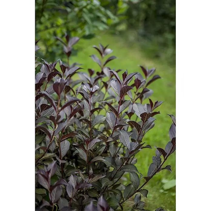 Pflanzen für dich Weigelie 60-100 cm - Weigela florida 'Purpurea', 60 cm - 100 cm - Nahaufnahme eines Strauchs mit dunkelrot-violetten Blättern, dicht wachsend mit mehreren Stielen.