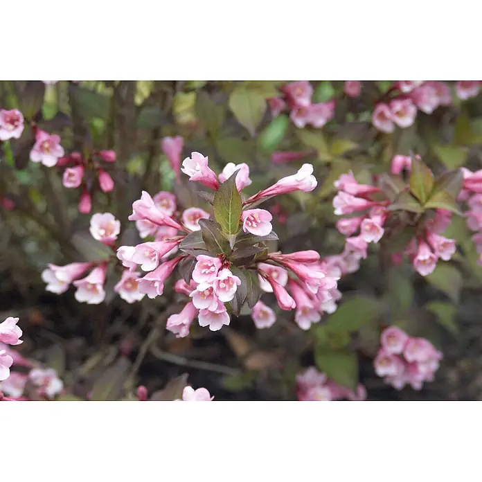 Pflanzen für dich Weigelie 60-100 cm - Weigela florida 'Purpurea', 60 cm - 100 cm - Nahaufnahme eines blühenden Strauchs mit zahlreichen kleinen, glockenförmigen rosa Blüten und dunkelgrün-bronzefarbenen Blättern.