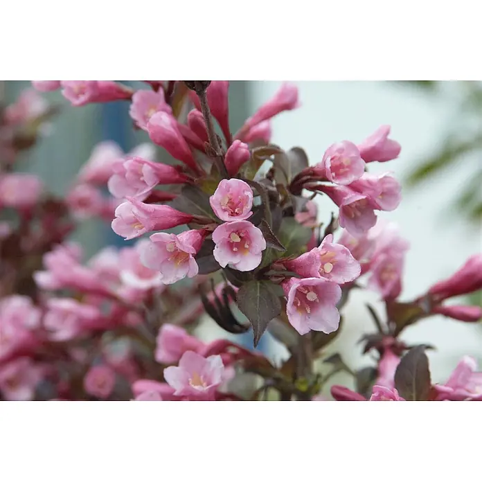Pflanzen für dich Weigelie 60-100 cm - Weigela florida 'Purpurea', 60 cm - 100 cm - Blühende Pflanze mit zarten, glockenförmigen rosa Blüten und dunklen Blättern.