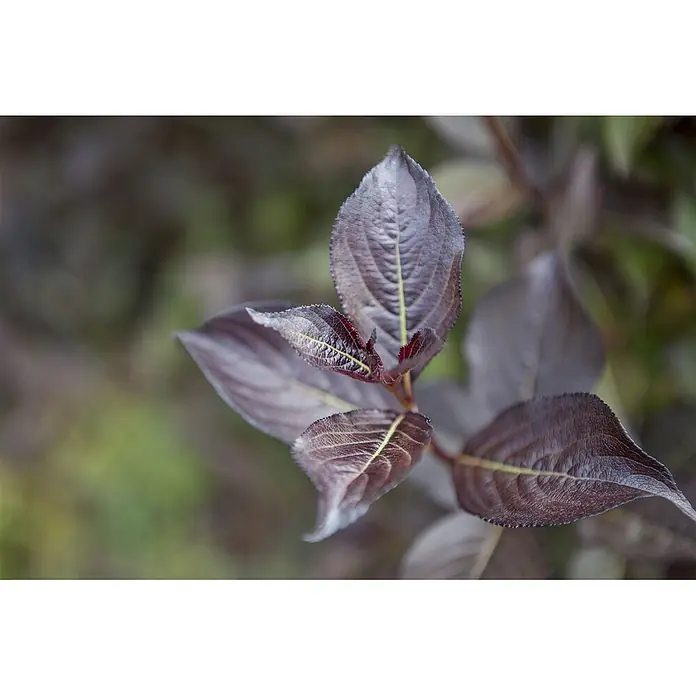 Pflanzen für dich Weigelie 60-100 cm - Weigela florida 'Purpurea', 60 cm - 100 cm - Dunkle rot-violette Blätter mit auffälligen helleren Adern und gezackten Rändern an einem Stiel.