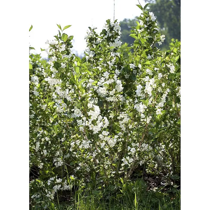 Pflanzen für dich Weigelie 60-100 cm - Weigela florida 'Snowflake', 60 cm - 100 cm - Üppiger Blütenstrauch mit zahlreichen weißen Blüten und grünen Blättern in einer Gartenumgebung.