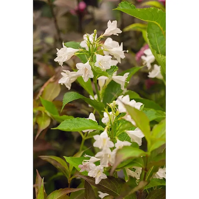 Pflanzen für dich Weigelie 60-100 cm - Weigela florida 'Snowflake', 60 cm - 100 cm - Weiße, glockenförmige Blüten blühen an einer Pflanze mit grünen und bronzefarbenen Blättern.