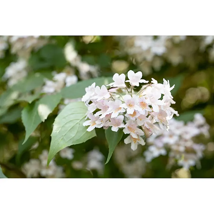Pflanzen für dich Prunkspiere 60-100 cm - Kolkwitzia amabilis, 60 cm - 100 cm, Rosa - Eine Ansammlung zarter weißer und hellrosa Blüten mit orangefarbenen Zentren an einer belaubten Pflanze.
